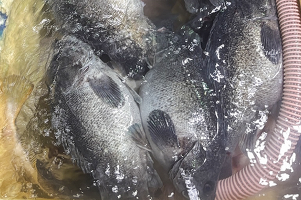 新鮮な魚介類
