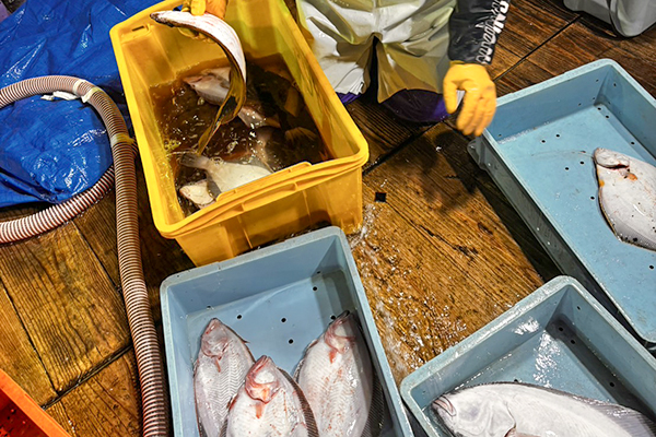新鮮な魚介類2